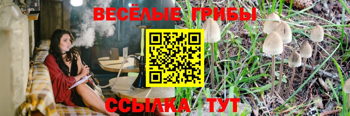 Галлюциногенные грибы Psilocybe Одинцово